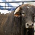 NFR Livestock