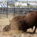 NFR Livestock