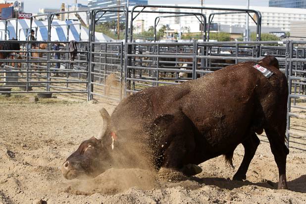 A bull rubs his face in a exercise area dirt pile at the National Finals Rodeo livestock area on UNLV campus Tuesday, December 4, 2012.