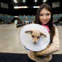 5th Annual MGM Pet Adoption Fair