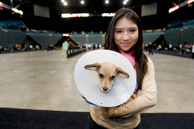Priscila Sarmiento,16, holds Tarzan after her mother adopted the dog during the 5th annual Charlie's Angels Pet Adoption Fair at the MGM Grand Garden Arena Monday, Dec. 11, 2012.