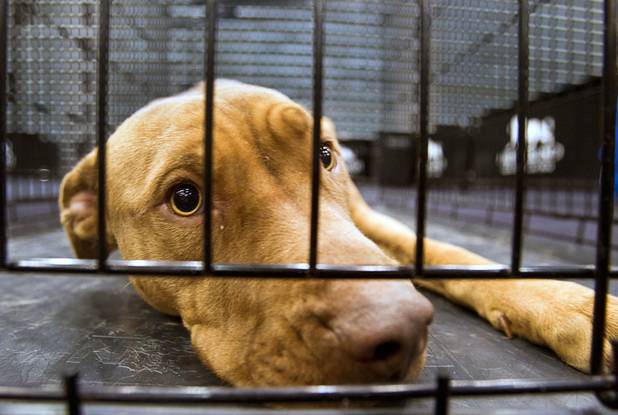 Tomba, a 11-month-old female pit bull, waits to be adopted during the 5th annual Charlie's Angels Pet Adoption Fair at the MGM Grand Garden Arena Monday, Dec. 11, 2012.