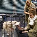 5th Annual MGM Pet Adoption Fair