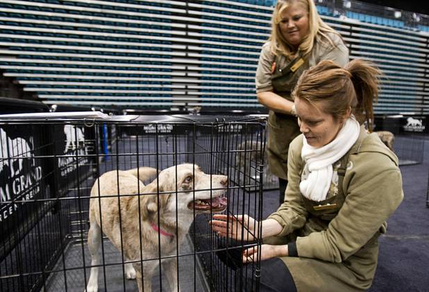 MGM floral designers Crystal Morean, right, and Shelly Cortez look at Flora, a one-year-old Australian shepherd during the 5th annual Charlie's Angels Pet Adoption Fair at the MGM Grand Garden Arena Monday, Dec. 11, 2012.