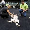 5th Annual MGM Pet Adoption Fair