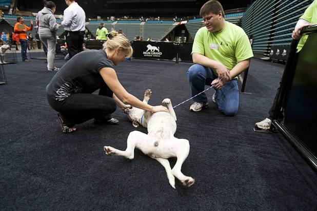 Shannon Rogers gives a belly rub to an American Bulldog mix  as volunteer James Vaughn looks on during the 5th annual Charlie's Angels Pet Adoption Fair at the MGM Grand Garden Arena Monday, Dec. 11, 2012.