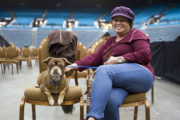 MGM employee Edna WIlliams waits to finalize her adoption of Bear, a 3-year-old Chihuahua mix, during the 5th annual Charlie's Angels Pet Adoption Fair at the MGM Grand Garden Arena Monday, Dec. 11, 2012. Williams said she probably wouldn't have adopted a pet, her first, but the fair made it convenient and it helped the MGM Grand president and COO Scott Sibella picked up the adoption costs. COO