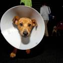 5th Annual MGM Pet Adoption Fair