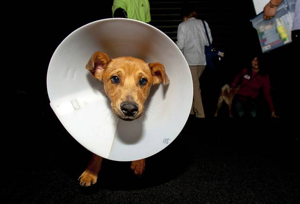 Dagwood, a 6-month-old Dachshund mix, is walked during the 5th annual Charlie's Angels Pet Adoption Fair at the MGM Grand Garden Arena Monday, Dec. 11, 2012. Many of the dogs had recently been spayed or neutered and wore cone collars to prevent them from licking the surgical site.