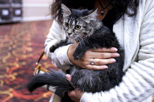 An MGM Grand holds a cat named Fairy during the 5th annual Charlie's Angels Pet Adoption Fair at the MGM Grand Garden Arena Monday, Dec. 11, 2012.