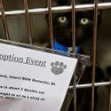 5th Annual MGM Pet Adoption Fair