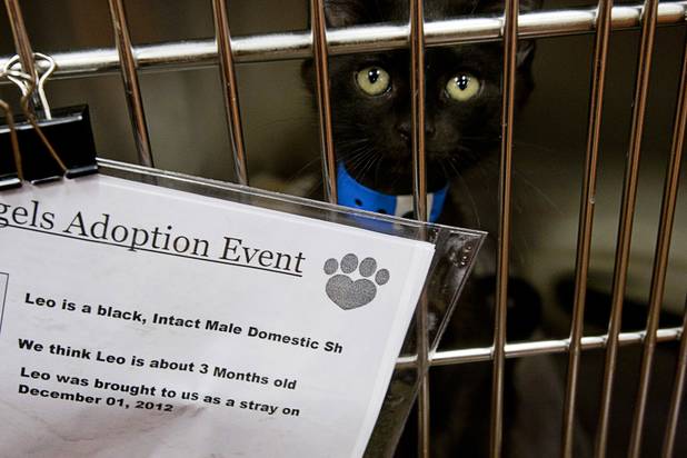 A kitten named Leo looks out from a cage during the 5th annual Charlie's Angels Pet Adoption Fair at the MGM Grand Garden Arena Monday, Dec. 11, 2012.