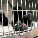 5th Annual MGM Pet Adoption Fair