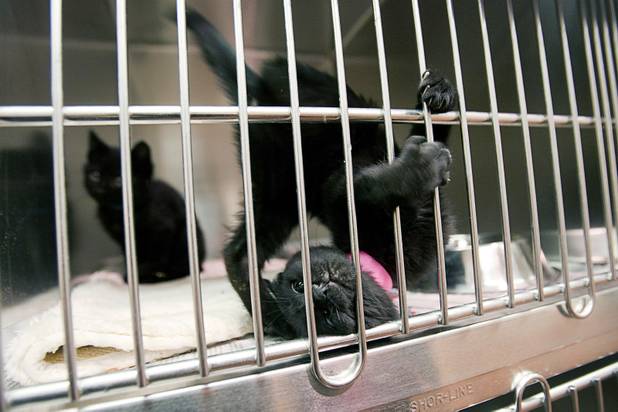 A kitten plays against the bars of his cage during the 5th annual Charlie's Angels Pet Adoption Fair at the MGM Grand Garden Arena Monday, Dec. 11, 2012.