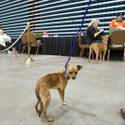 5th Annual MGM Pet Adoption Fair