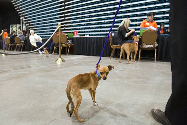 Chase, a male Chihuahua, waits with his new owner to finalize the adoption during the 5th annual Charlie's Angels Pet Adoption Fair at the MGM Grand Garden Arena Monday, Dec. 11, 2012.