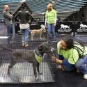 5th Annual MGM Pet Adoption Fair