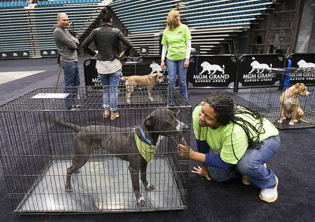 MGM volunteer Dawn Chandler  talks to Ace, a pit bull- Labrador retriever mix, during the 5th annual Charlie's Angels Pet Adoption Fair at the MGM Grand Garden Arena Monday, Dec. 11, 2012.
