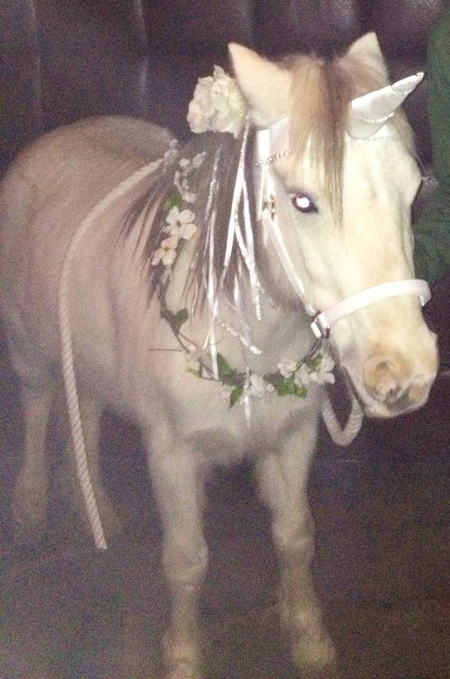 This "unicorn" made brief appearance Wednesday night at a birthday party for Zappos CEO Tony Hsieh.