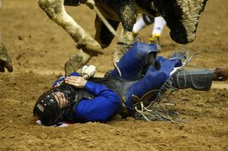 Bull rider Clayton Savage of Casper, Wyo. is nearly stomped on after being thrown from his bull during the final night of the Wrangler National Finals Rodeo Saturday, Dec. 15, 2012.