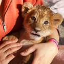 Lion Habitat Ranch