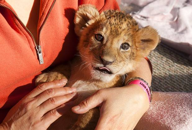 Rulia Fiske of Boston holds a four-week-old lion cub named D.J. at the Lion Habitat Ranch in Henderson  Sunday, Dec. 16, 2012. The habitat used to provide lions to the lion habitat at the MGM Grand but is now open to the public. The MGM's lion habitat closed in January 2012.