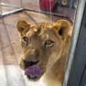 Lion Habitat Ranch