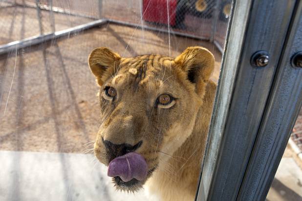 A lioness looks into a visiting area at the Lion Habitat Ranch in Henderson  Sunday, Dec. 16, 2012. The habitat used to provide lions to the lion habitat at the MGM Grand but is now open to the public. The MGM's lion habitat closed in January 2012.