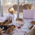 Lion Habitat Ranch