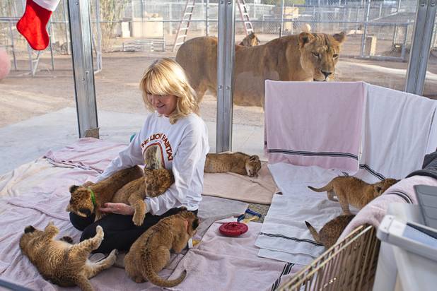 Beverly Evans plays with lion cubs after a feeding at the Lion Habitat Ranch in Henderson  Sunday, Dec. 16, 2012. Beverly and her husband Keith own the ranch. The habitat used to provide lions to the lion habitat at the MGM Grand but is now open to the public. The MGM's lion habitat closed in January 2012.