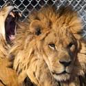 Lion Habitat Ranch
