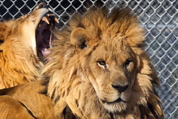 Armen, left, and his brother Rodney relax on top of their den at the Lion Habitat Ranch in Henderson  Sunday, Dec. 16, 2012. The habitat used to provide lions to the lion habitat at the MGM Grand but is now open to the public. The MGM's lion habitat closed in January 2012.