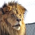 Lion Habitat Ranch