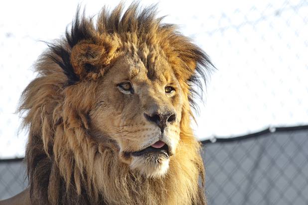 A lion named Cowboy looks out from on top of his den at the Lion Habitat Ranch in Henderson  Sunday, Dec. 16, 2012. The habitat used to provide lions to the lion habitat at the MGM Grand but is now open to the public. The MGM's lion habitat closed in January 2012.