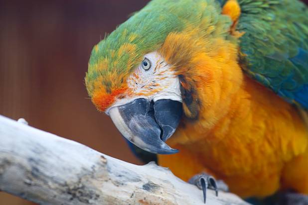 A Catalina macaw named Sonny is shown at the Lion Habitat Ranch in Henderson  Sunday, Dec. 16, 2012. (The bird is a pet of the ranch owners and not part of the public tour.)The habitat used to provide lions to the lion habitat at the MGM Grand but is now open to the public. The MGM's lion habitat closed in January 2012.