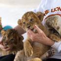 Lion Habitat Ranch