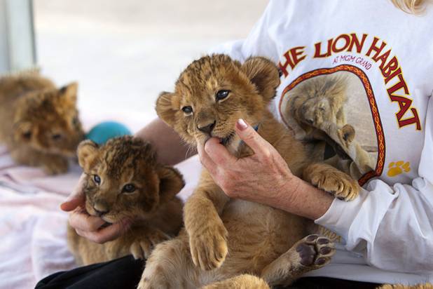 Lion cubs suck on the fingers of Beverly Evans at the Lion Habitat Ranch in Henderson  Sunday, Dec. 16, 2012. Beverly and her husband Keith own the ranch. The habitat used to provide lions to the lion habitat at the MGM Grand but is now open to the public. The MGM's lion habitat closed in January 2012.