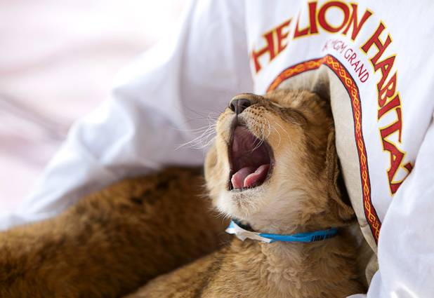 A lion cub named "Rock" yawns at the Lion Habitat Ranch in Henderson  Sunday, Dec. 16, 2012. The habitat used to provide lions to the lion habitat at the MGM Grand but is now open to the public. The MGM's lion habitat closed in January 2012.