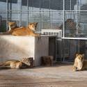 Lion Habitat Ranch