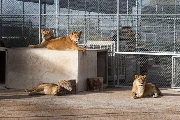 Lionesses are shown at the Lion Habitat Ranch in Henderson  Sunday, Dec. 16, 2012. The habitat used to provide lions to the lion habitat at the MGM Grand but is now open to the public. The MGM's lion habitat closed in January 2012.