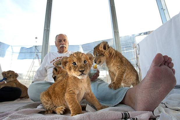 Three and 4-week-old lion cubs are shown with Keith Evans at Lion Habitat Ranch in Henderson on Sunday, Dec. 16, 2012. Keith and his wife Beverly own the ranch. The habitat used to provide lions to the lion habitat at MGM Grand but is now open to the public. MGM's lion habitat closed in January 2012.