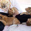 Lion Habitat Ranch