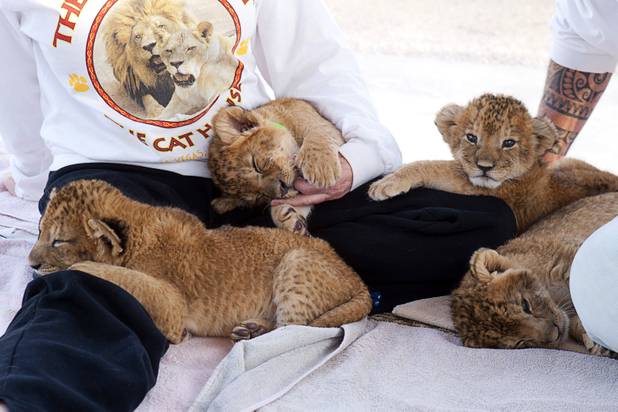 Lion cubs sleep on the lap of Beverly Evans after a feeding at the Lion Habitat Ranch in Henderson  Sunday, Dec. 16, 2012. Beverly and her husband Keith own the ranch. The habitat used to provide lions to the lion habitat at the MGM Grand but is now open to the public. The MGM's lion habitat closed in January 2012.