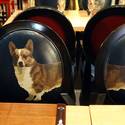 Gordon Ramsay Pub & Grill