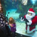 Underwater Santa at the Silverton