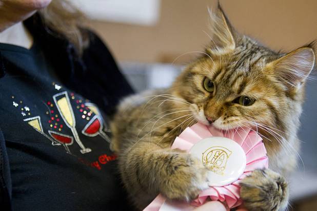 Kochera Paladin, a five-month-old Siberian, plays with his ribbon after finishing sixth in his class during the annual Cat A Lina Cat Club Championship Cat Show at the Riviera Sunday, Dec. 30, 2012.