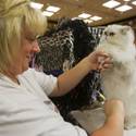 Cat A Lina Cat Show At Riviera