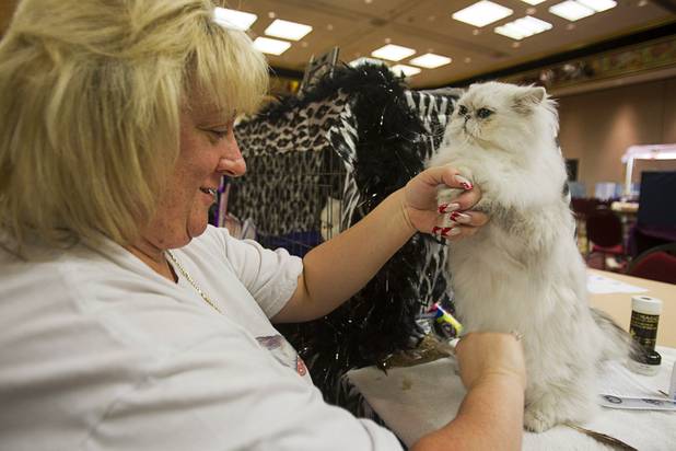 Lorraine Young of Henderson grooms her cat Sparta, a Shaded Silver Persian, during the annual Cat A Lina Cat Club Championship Cat Show at the Riviera Sunday, Dec. 30, 2012.
