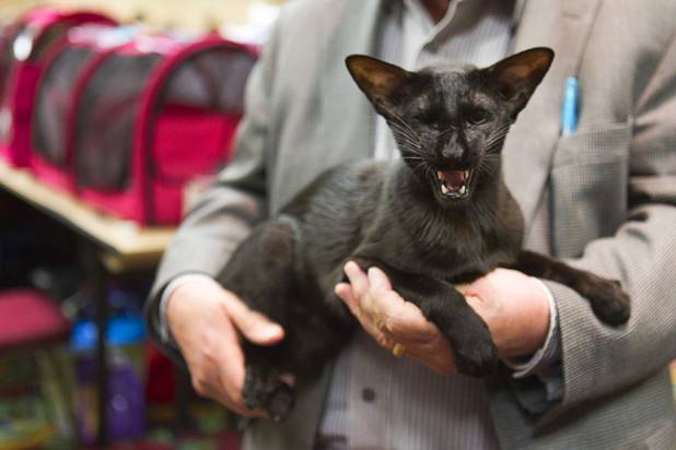 Gerald Walker holds Cat Attacks Palaton of Gr8katz, a two-year-old Oriental Shorthair, during the annual Cat A Lina Cat Club Championship Cat Show at the Riviera Sunday, Dec. 30, 2012.
