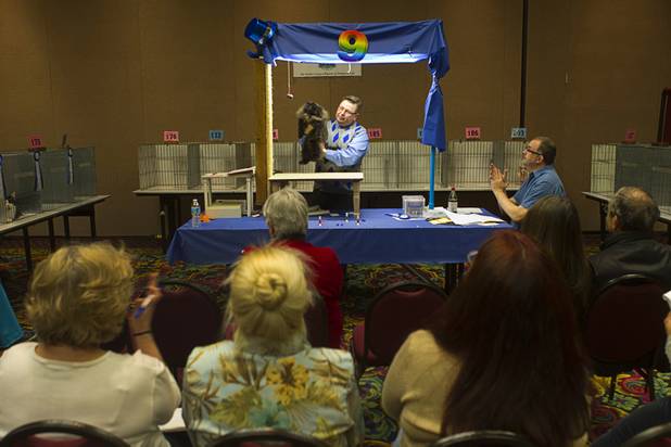 Gary Veach judges a cat during the annual Cat A Lina Cat Club Championship Cat Show at the Riviera Sunday, Dec. 30, 2012.
